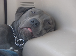 I sleep with my eyes open and tongue out when I'm REALLY tired.